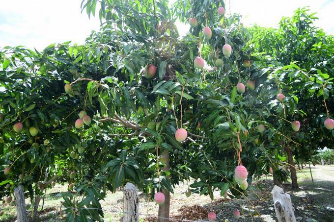 EE.UU. suspende importaci&oacute;n de mango desde Hait&iacute;