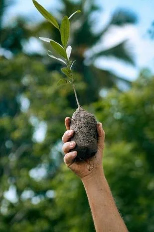 Siembran m&aacute;s de 120 mil plantas en las zonas costeras del pa&iacute;s en 2022