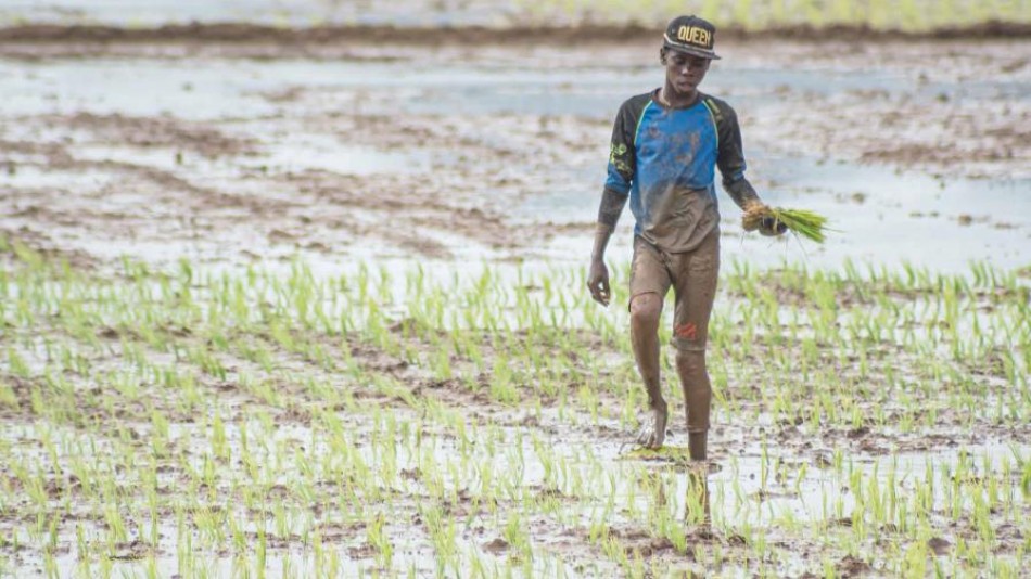 Limber Cruz: "Si no tuvi&eacute;ramos a Hait&iacute; al lado, aqu&iacute; hubiese problemas con la agricultura"